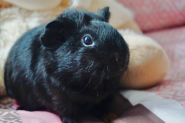 Young Guinea pig with black fur and bright eyes