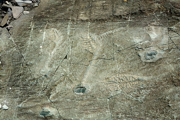 istock Mistaken Point Ecological Reserve fossils Newfoundland Canada 2232274353