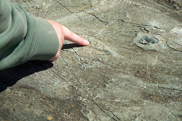 istock Mistaken Point Ecological Reserve fossils Newfoundland Canada 2232274355