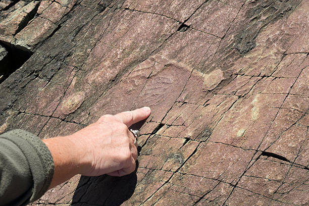 560 million year old deep-sea organism fossils dating to the Ediacaran period remain in eroded rock formations in the Mistaken Point Ecological Reserve, a UNESCO World Heritage Site  on Newfoundland’s southern shore. Charniodiscus procerus, a short frond, long stem and basal holdfast disc which anchored it to the sediment.