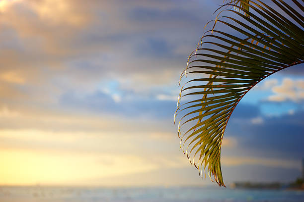Golden hues of the sunset glow illuminate a tranquil ocean scenery, partially framed by a curved palm frond. The gentle skies enhance the peaceful and exotic tropical beach vibes of the composition.