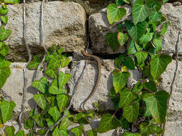 Ivy blankets a weathered stone wall, roots threading the gaps. A closer view reveals a small lizard sunning between glossy green leaves on the warm, rough blocks.