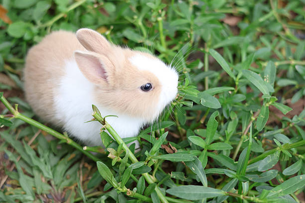 Bunny rabbit eating lettuce