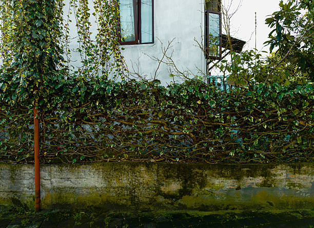 Ivy-draped hedge lines a moss-stained concrete wall beneath a white house façade. An open window and drainpipe frame the scene in cool, damp afternoon light.