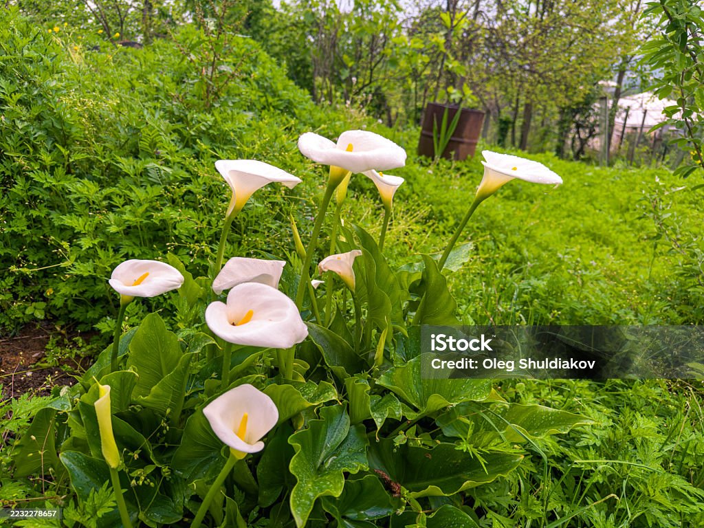 White calla lilies bloom in a lush garden - Foto de stock de Abrir libre de derechos White calla lilies bloom in a lush garden - Foto de stock de Abrir libre de derechos