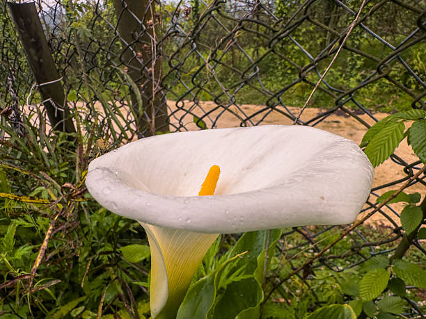 White calla lilies bloom in a lush garden, smooth white petals curling around golden spadices, glistening with raindrops amid dense, vivid green foliage.
