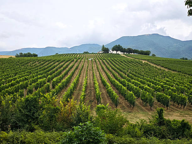 istock Vineyards in Matelica, Marche, Italy 2232281201