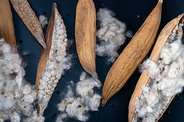 istock Kapok, tropical cotton fruit used for fiber and seed, 2232283096