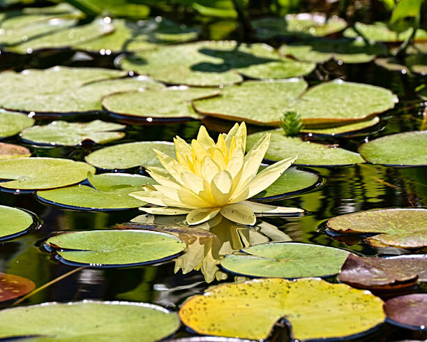 istock Yellow water lilly on pond with green lilly pads 2232283772