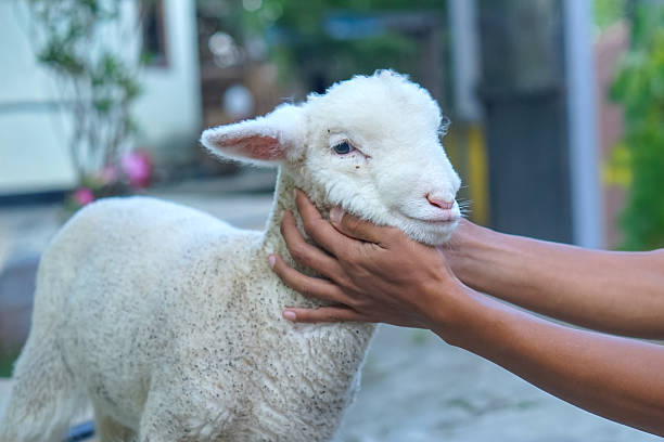 A gentle young lamb with white wool being held tenderly by human hands, showing warmth, care, and connection between people and animals in nature.