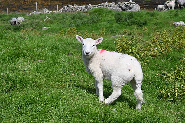 This charming and authentic portrait captures a curious young lamb standing in a lush, green field in the Irish countryside. The lamb, with a red marking on its back and a gentle expression, looks directly at the camera. In the background, a traditional stone wall and a flock of sheep add a sense of place and context. This image perfectly embodies the simple, serene beauty of rural life and is ideal for projects related to agriculture, travel, or any theme celebrating the innocent charm of Ireland.