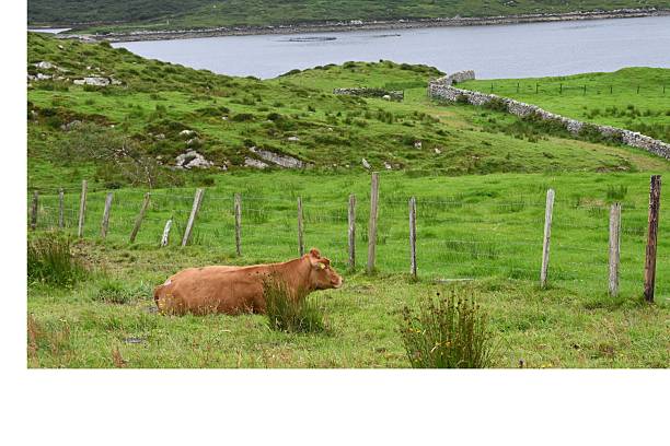 Galloway cow : the mother and her calf