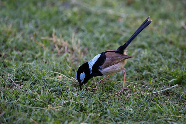 a male superb fairy wren close up