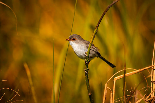 istock female superb fairy wren posing 2232285118