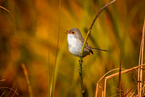 istock female superb fairy wren posing 2232285131