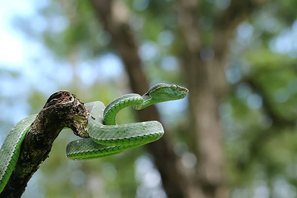 istock poisonous snake in the tree 2232285172