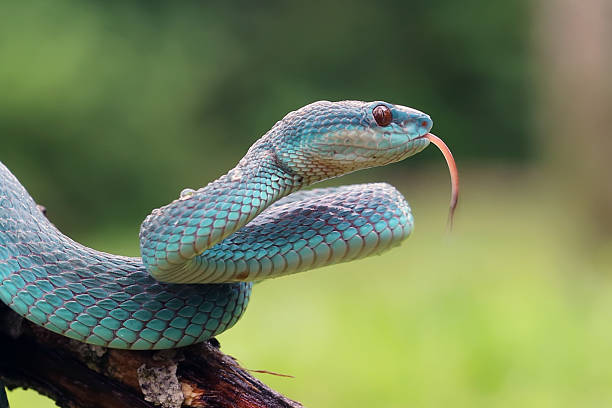 istock poisonous green snake 2232285651