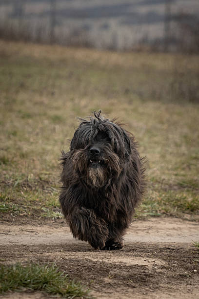 istock A small black herding dog running on a field 2232286965