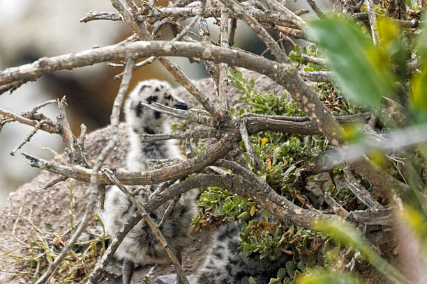 Baby Seagull on Sea Cliff in Pismo Beach, California, United States