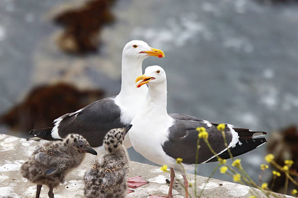 istock Seagull family with Gull Chicks 2232286998