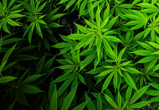 istock Massive Indoor CANNABIS grow Facility 2232288065