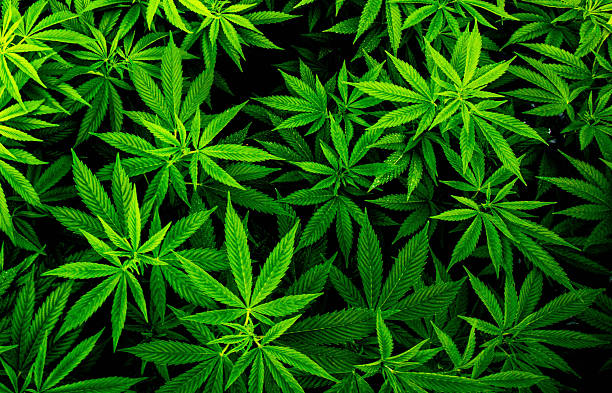istock Massive Indoor CANNABIS grow Facility 2232288067