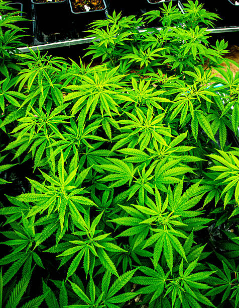 Massive Indoor CANNABIS grow Facility in Cape Town, Western Cape, South Africa