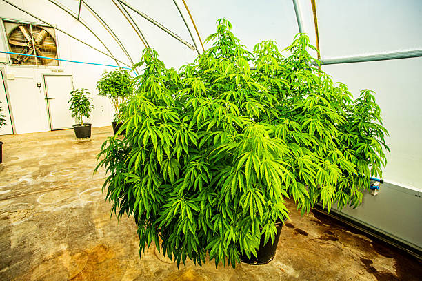 Massive Indoor CANNABIS grow Facility in Cape Town, Western Cape, South Africa