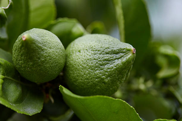 istock Close-up view of unripe lime on branch 2232288192