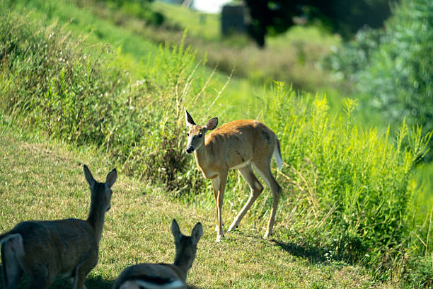 Two young deer with spots next to each other munching on grass.