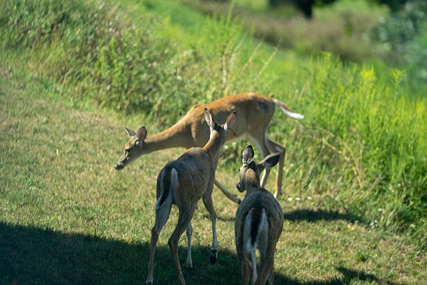 Wild deer grazing in a green backyard during sunny daylight hours, showcasing nature's tranquility and harmony