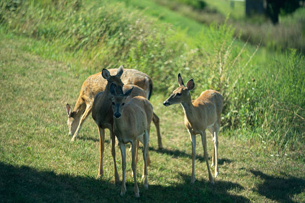 istock Wild deer grazing in a green backyard during sunny daylight hours, showcasing nature's tranquility and harmony 2232289896