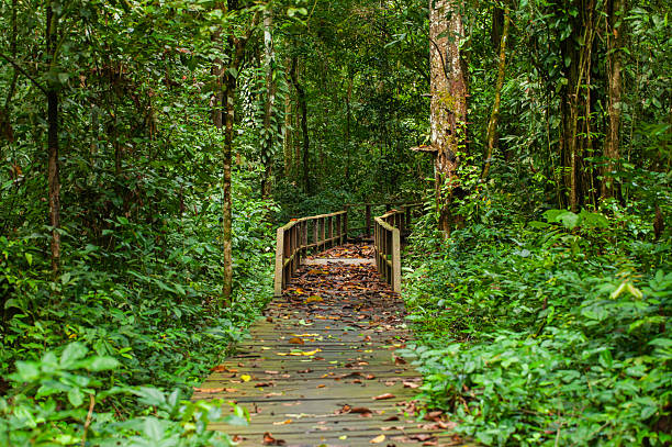 istock A path through the middle of a tropical rainforest with tall, dense trees provides a shady and comfortable atmosphere.  This is the Nyadeng Forest in Berau, East Kalimantan, Indonesia. 2232290895