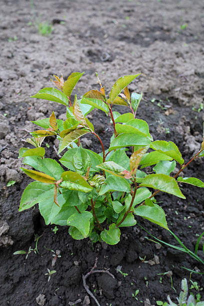 istock A young, healthy cherry tree sapling grows in freshly tilled, fertile soil. The bright green leaves indicate active growth and vitality. 2232295021