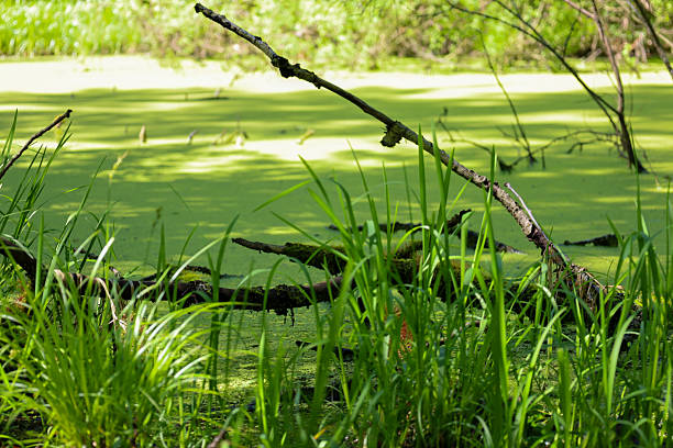 ​A swamp covered with bright green duckweed, with branches and grass in the foreground. The depth and texture create a dynamic landscape that perfectly conveys the natural atmosphere of summer.