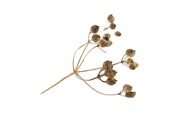 istock coriander seeds isolated on a white background 2232297016