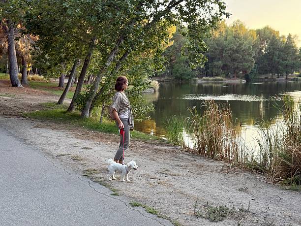istock Walking the dog in the park 2232297092