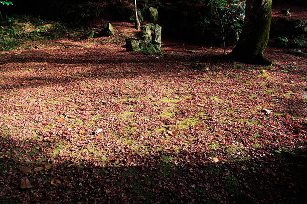 Autumn leaves on the mountain