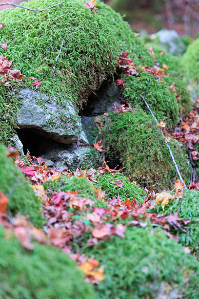 Autumn leaves on the mountain