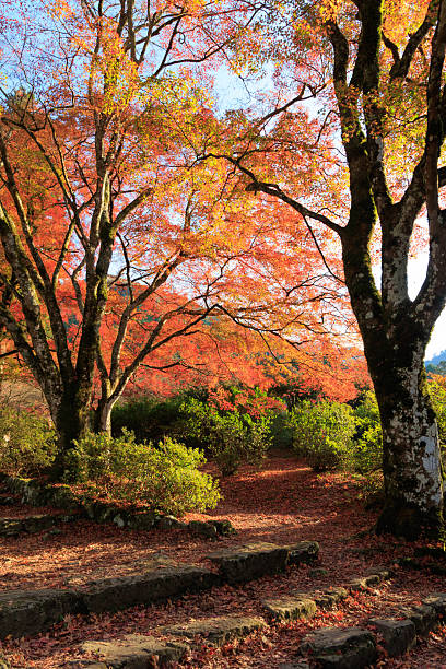 istock Autumn leaves on the mountain 2232298230