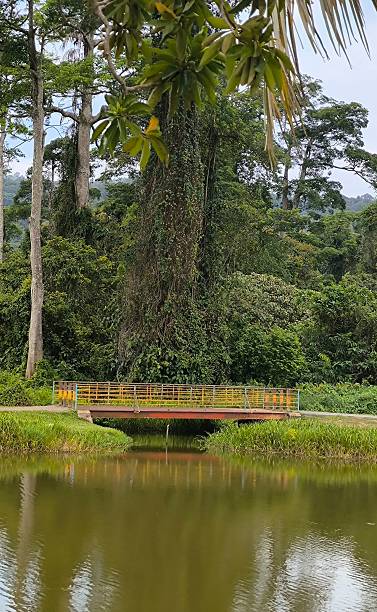 istock Pond and Bridge in a Lush Green Forest 2232299472
