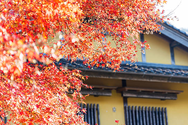 istock Autumn leaves on the mountain 2232300515