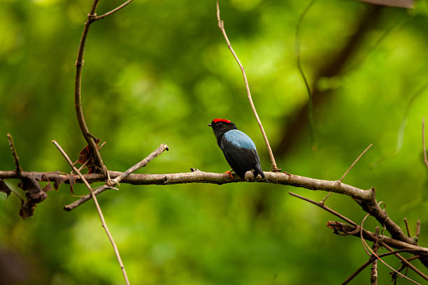 A colorful Lance-tailed Manakin (Chiroxiphia lanceolata) perched on a branch in the lush rainforest of Panama. Detailed portrait of this tropical bird species in its natural jungle habitat, showcasing vibrant plumage and exotic wildlife.