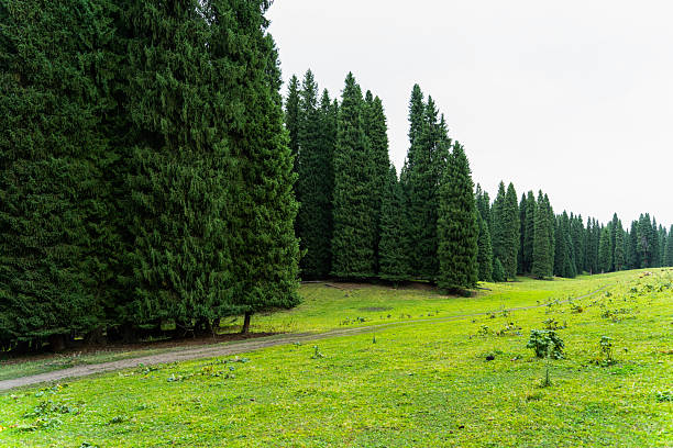 The beautiful mountains, plains, forests and lush trees, along with the azure sky, exude a pleasant atmosphere.