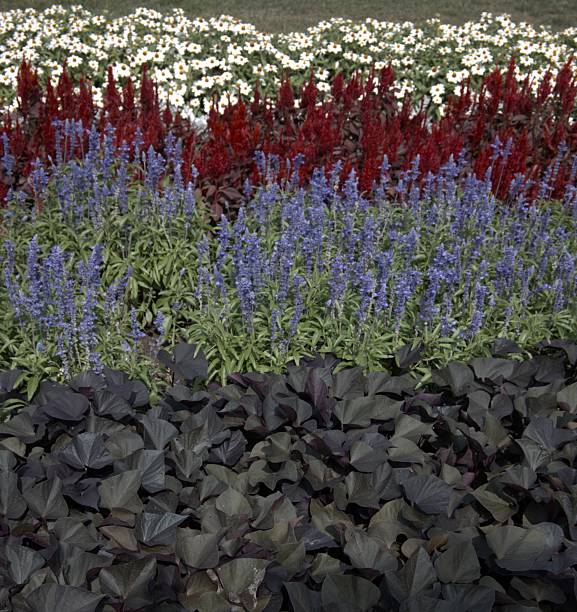 istock Colorful Flowers in Flowerbed for Background 2232308029