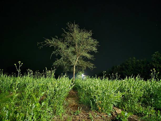 Indian countryside night view, a field and a lonely tree