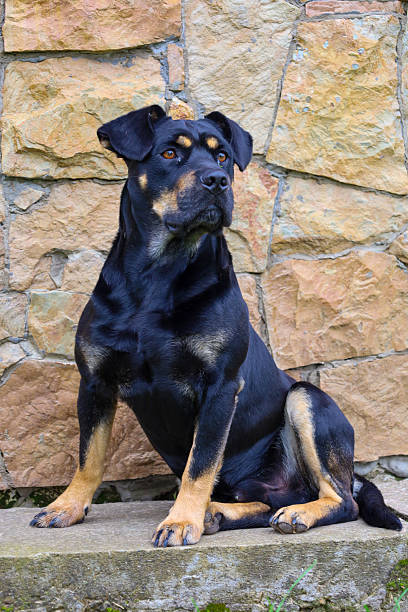 Conceptual image showing a symmetrical split face of two different dogs: a young pedigree dog (likely Rottweiler) and an older stray dog with an ear tag. The photo illustrates contrast, aging, and the difference between pet dogs and stray dogs, suitable for themes of adoption, animal rights, and identity.