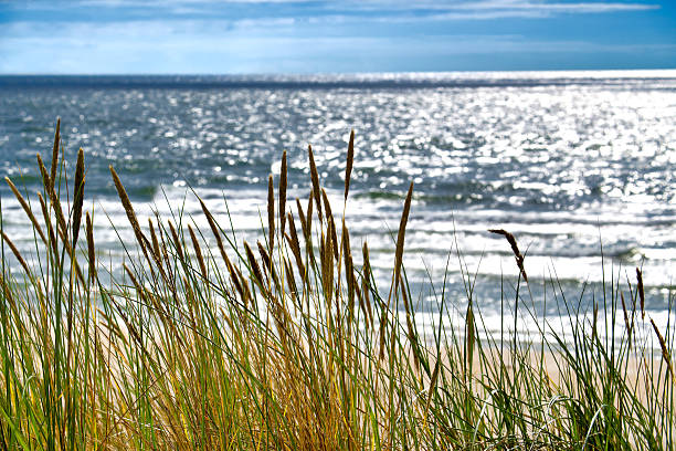 Serene coastal scene with golden dune grasses swaying gently, the sparkling ocean waves shimmering below under a bright blue sky, evoking tranquility and the beauty of nature.