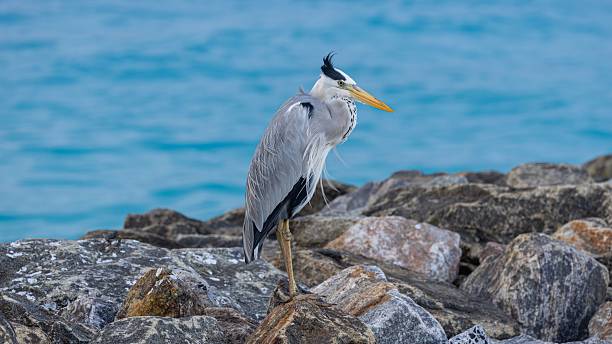 istock Grey heron getting windblown on a rocky shoreline. 2232309859