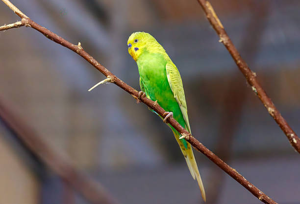 Four brightly colored budgerigars—turquoise, yellow, blue, and green—are perched side by side on a wooden stick inside a cage. The birds' soft plumage and calm demeanor create a visually pleasing and peaceful composition, with vertical cage bars in the background emphasizing their enclosed environment.